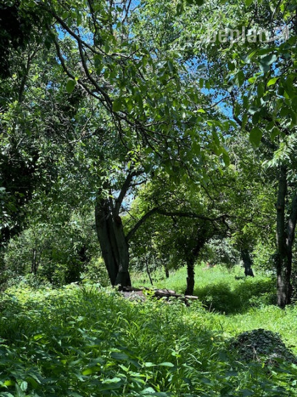 Rodinný dom s veľkorysým pozemkom.