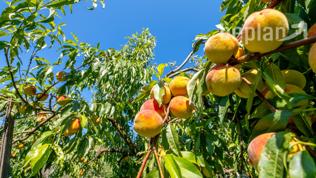 Na predaj dvojgeneračný rodinný dom s bazénom v Gabčíkove