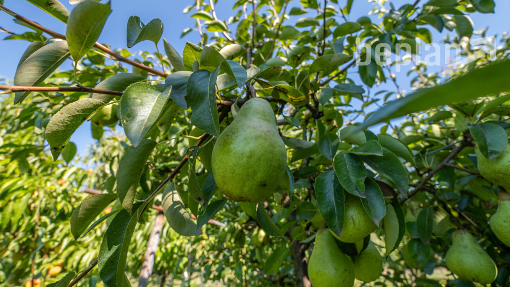 Na predaj dvojgeneračný rodinný dom s bazénom v Gabčíkove